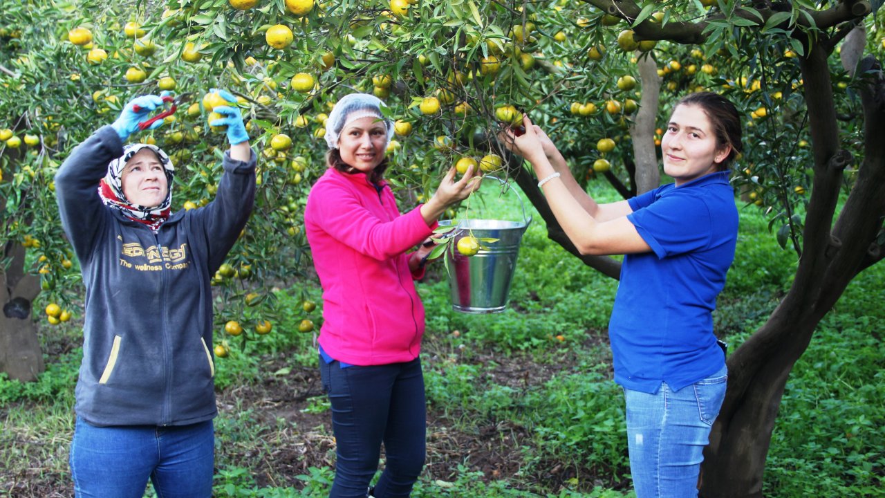 Mandalina Hasadı Başladı