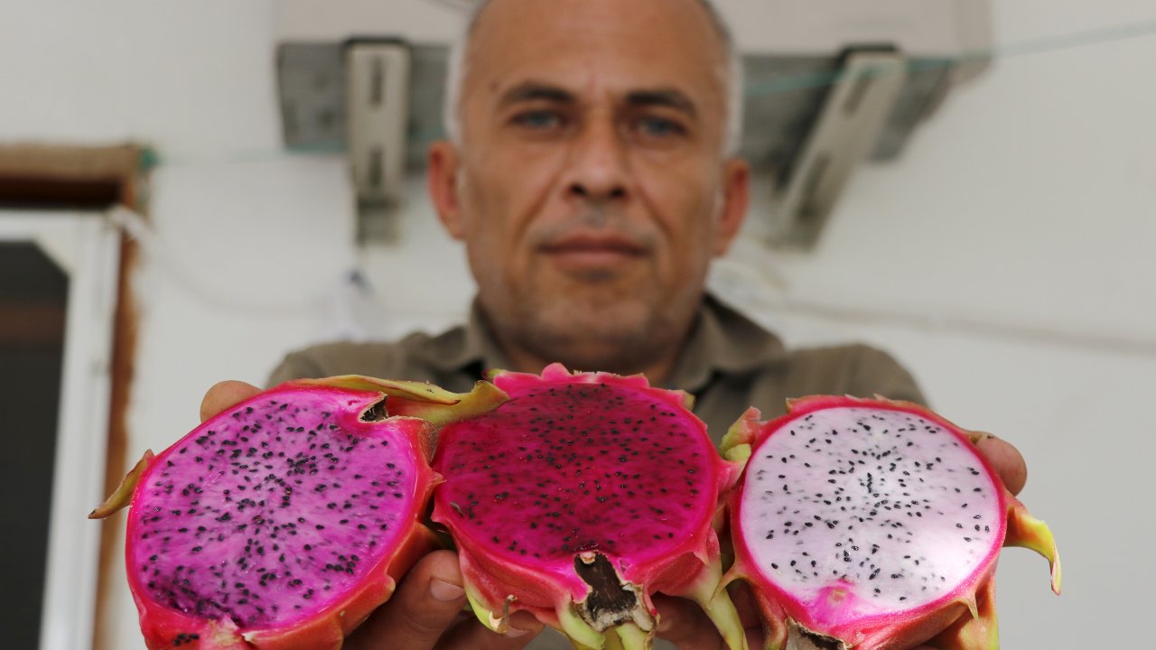 Tropikal Meyve Serası Kurdu