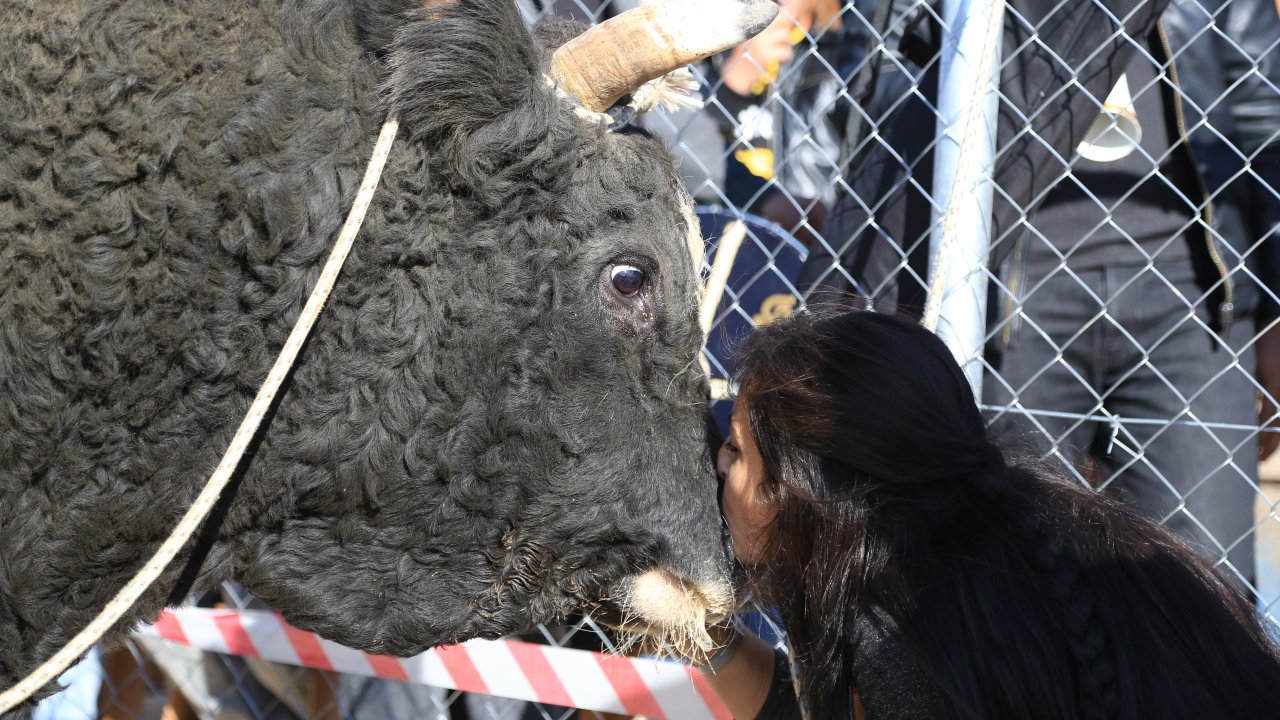 Muğla'da Gaziler Yararına Boğa Güreşi Düzenlendi