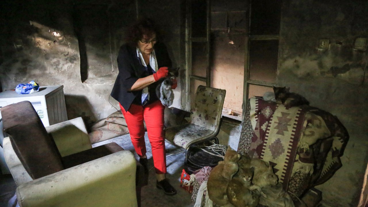 Yanan Evin 5 kedisi Koruma Altına Alındı