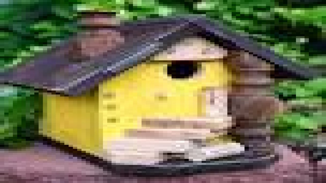 Kuş Yuvalarına Bahar Temizliği