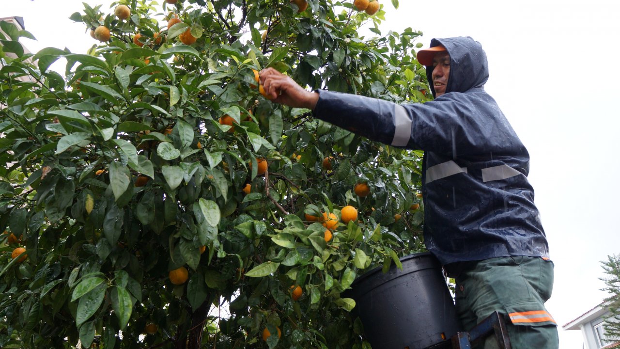 Turunç Meyvesi Halka Dağıtıldı 
