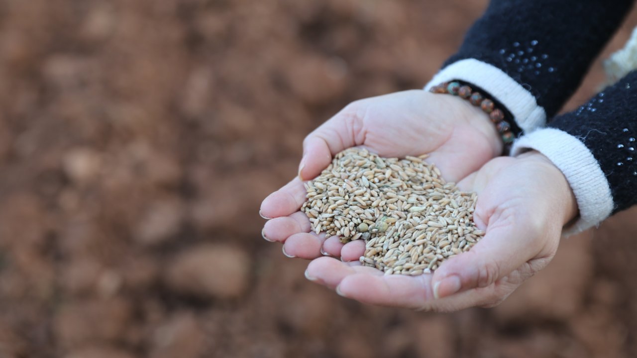 Ata Tohumları Karaova'da Toprakla Buluştu