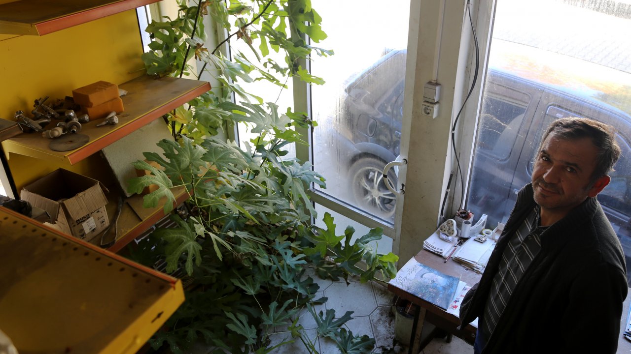 Dükkanın İçerisinde Büyüyen Ağaç İlgi Odağı Oldu