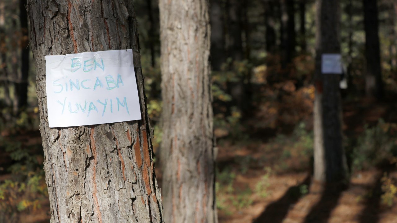Muğla'da Planlı Ağaç Kesimine Tepki