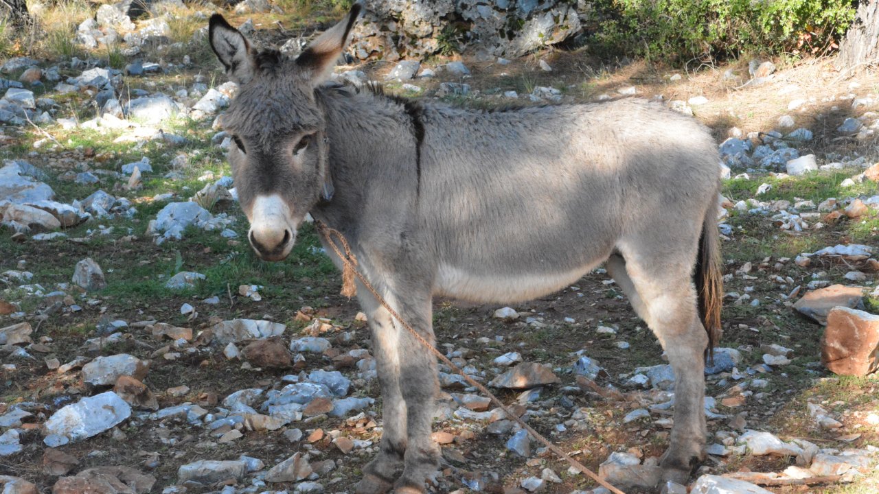 Marmaris’te Silahla Vurulan Eşek Sağlığına Kavuştu