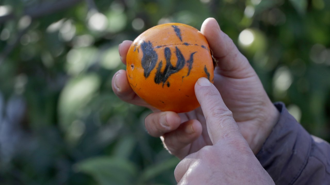 Cennet Hurmasının  Üzerindeki Şekil 