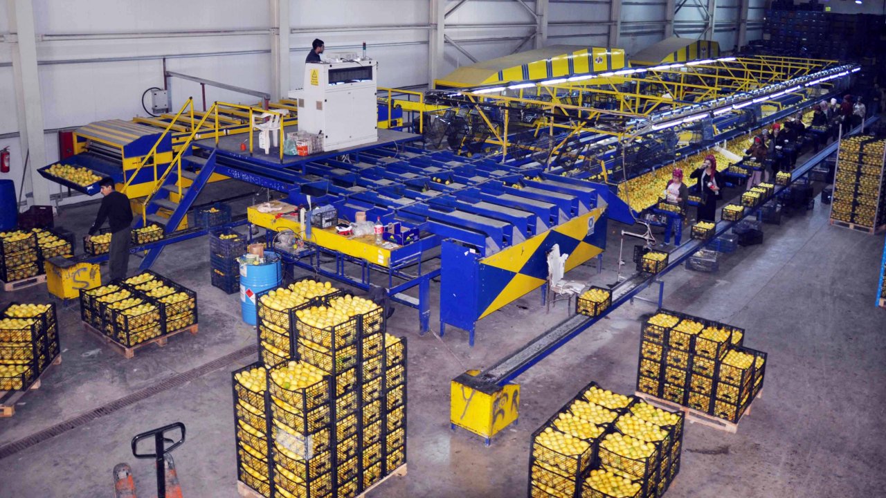 Limonda Verim Azaldı