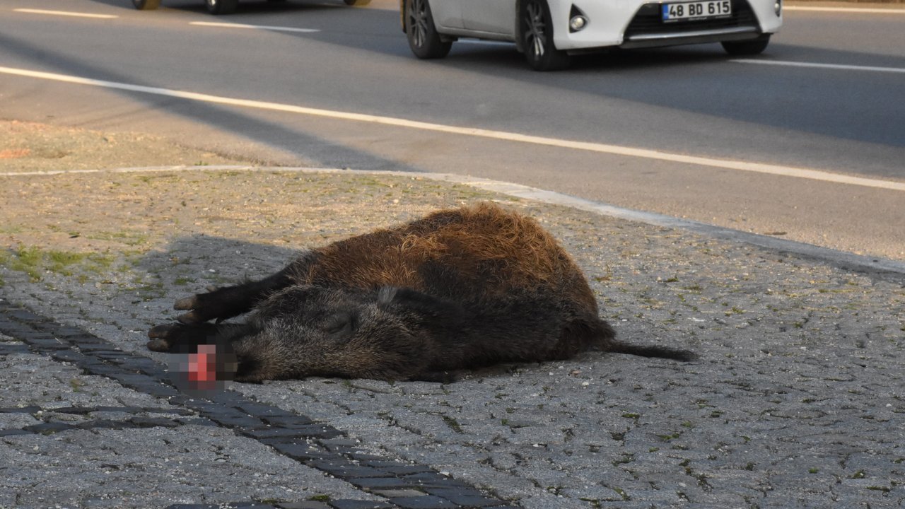Otomobil Yaban Domuzuna Çarptı