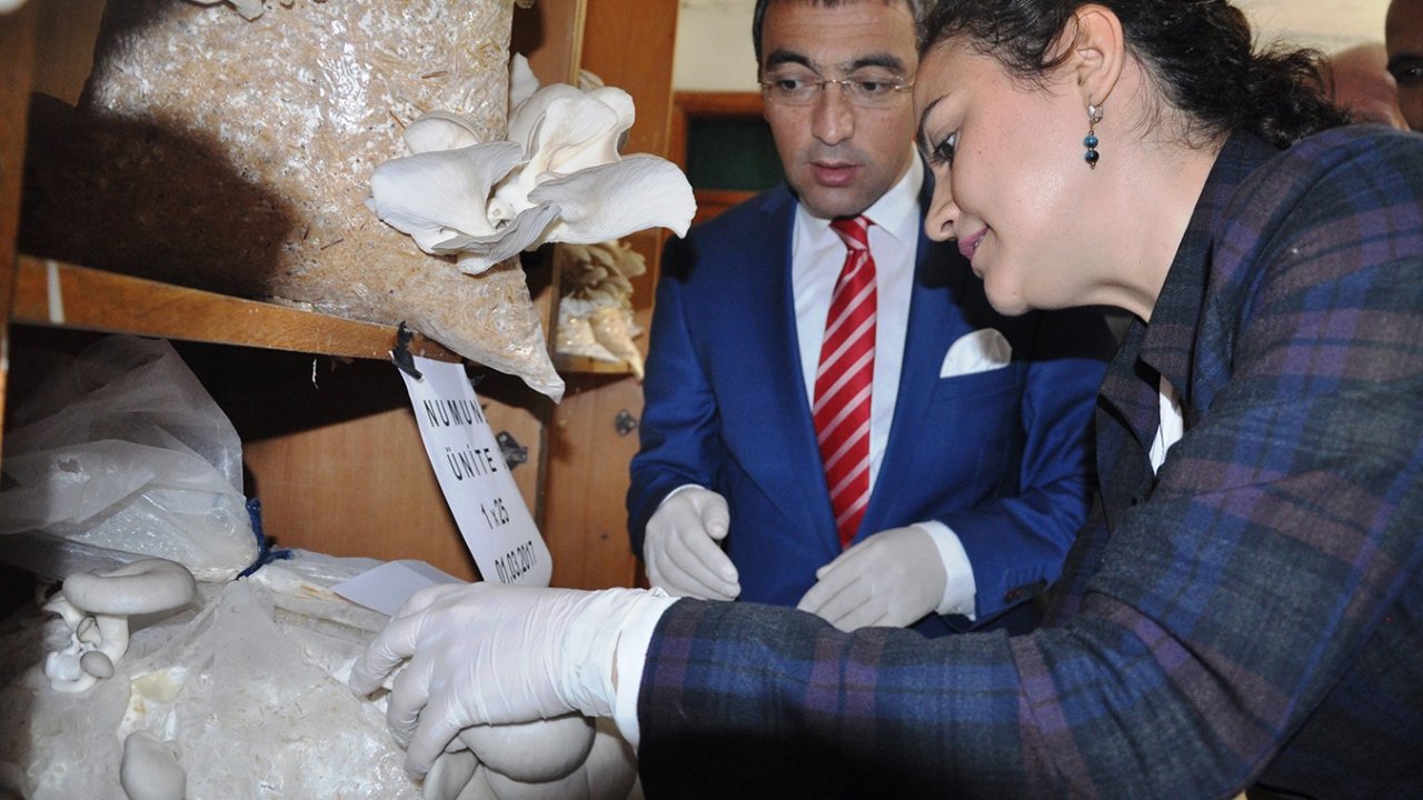 Milas’ta yeni alternatif gelir kaynağı; Kayın mantarı