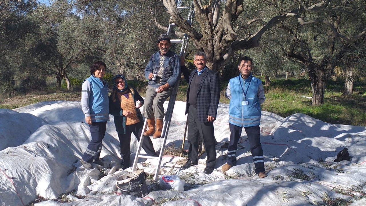Başkan Tokat, Üreticilerle Birlikte Zeytin Topladı