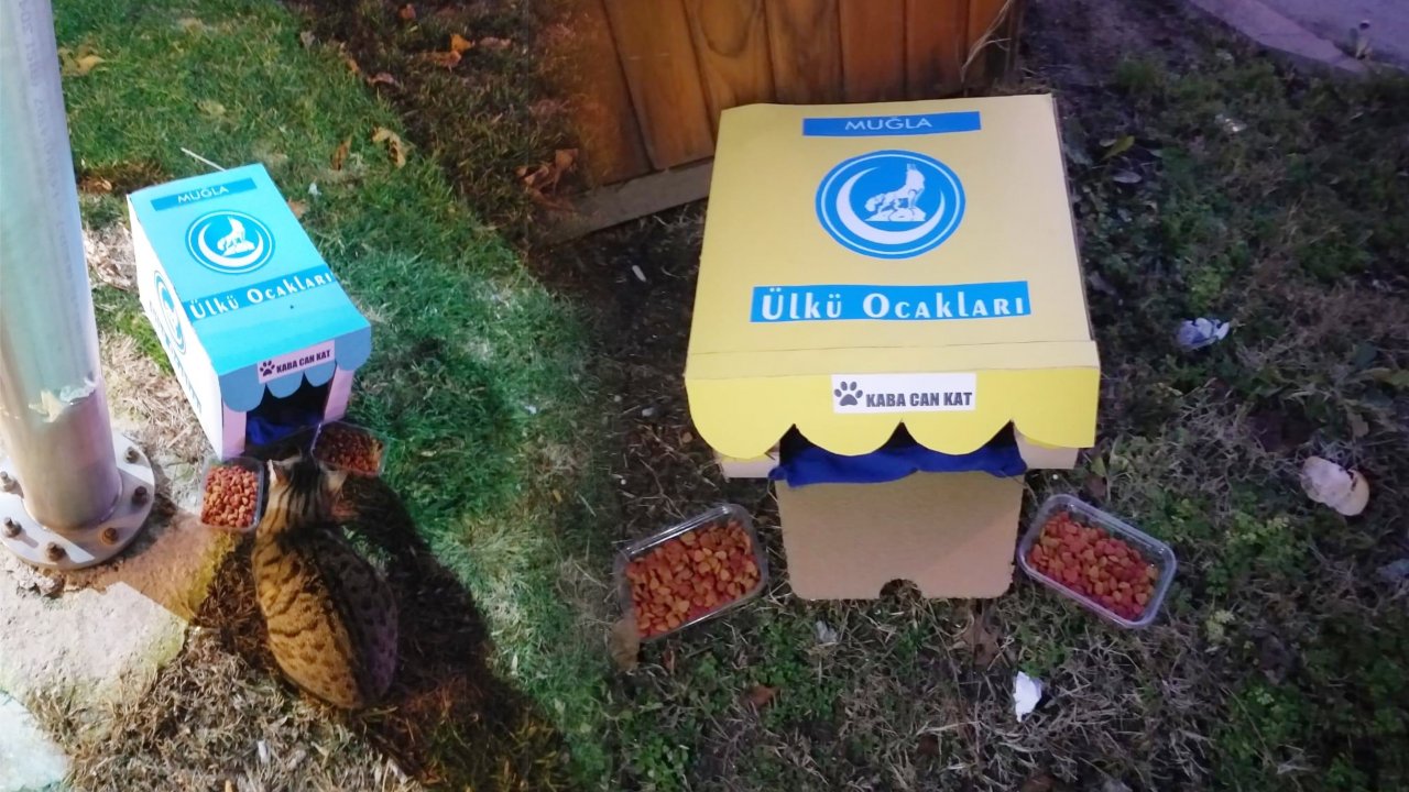 Muğla Ülkü Ocakları Sokak Hayvanlarına Şefkat Eli Uzattı