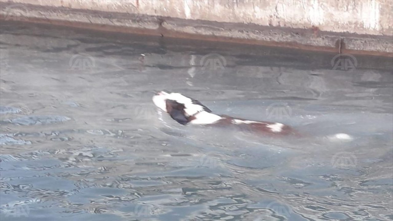 Dereye düşen köpek kurtarıldı