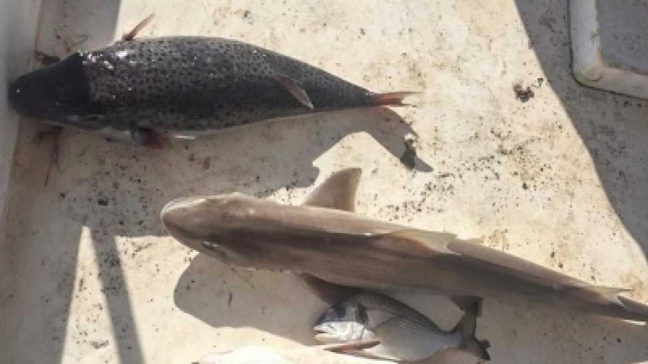 Köpekbalığı Yavrusu ve Balon Balığı Yakalandı