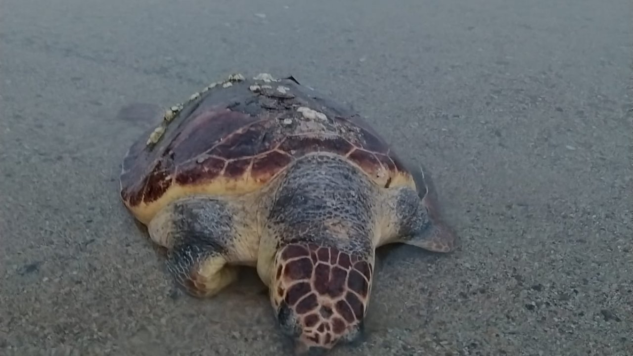 Muğla'da Ölü Caretta Caretta Sahile Vurdu