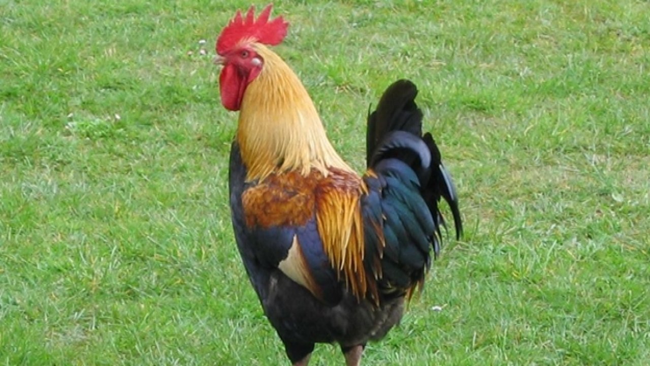 Horoz için seferber oldular