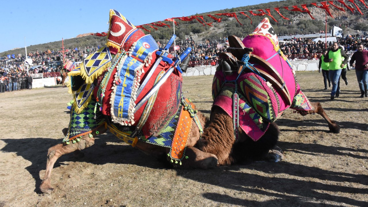 Deve Güreşine Yoğun İlgi