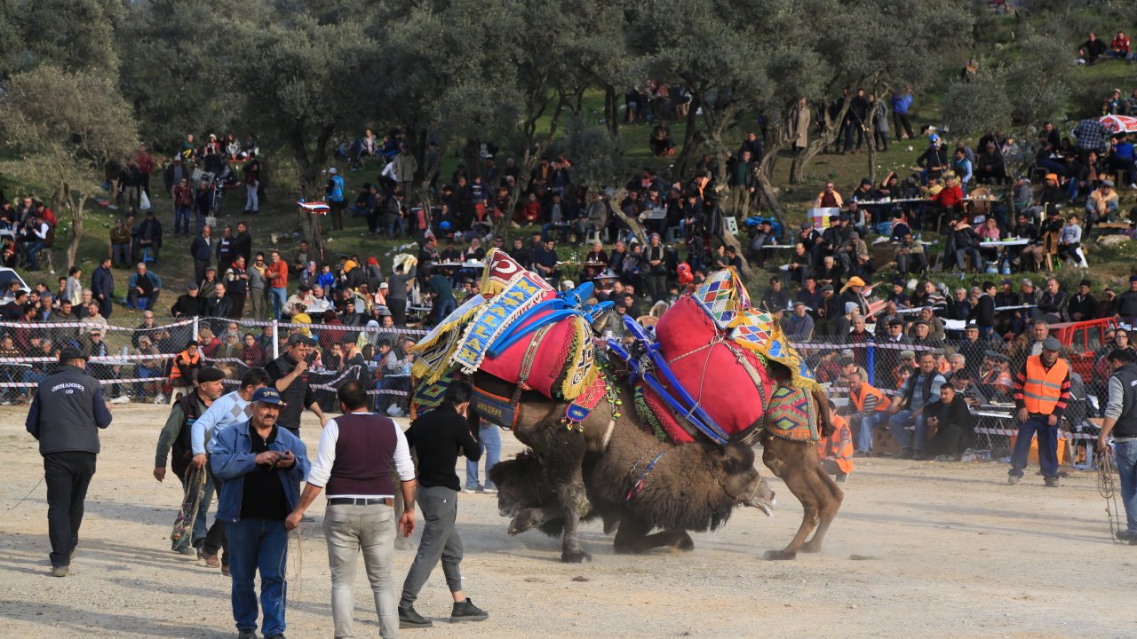 12. Selimiye Deve Güreşi Festivali Düzenlendi