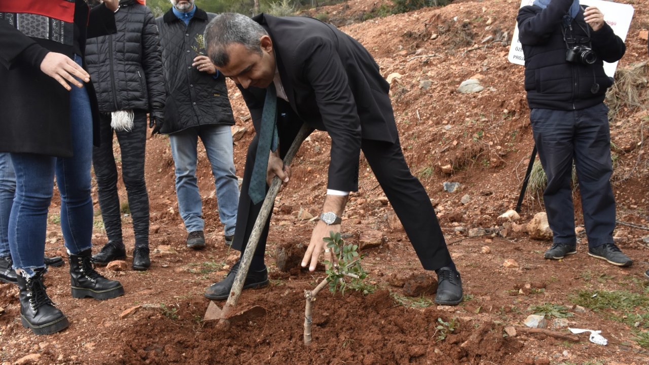 Damla Sakızı Fidanları Toprakla Buluşturuldu