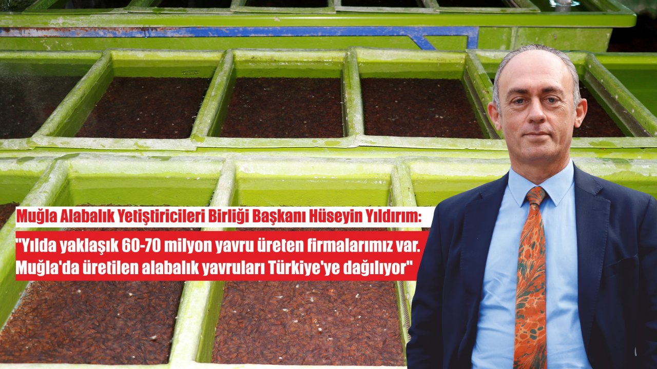 Muğla'da Her Yıl 600 Milyon Alabalık Yavrusu Havuzlarla Buluşuyor