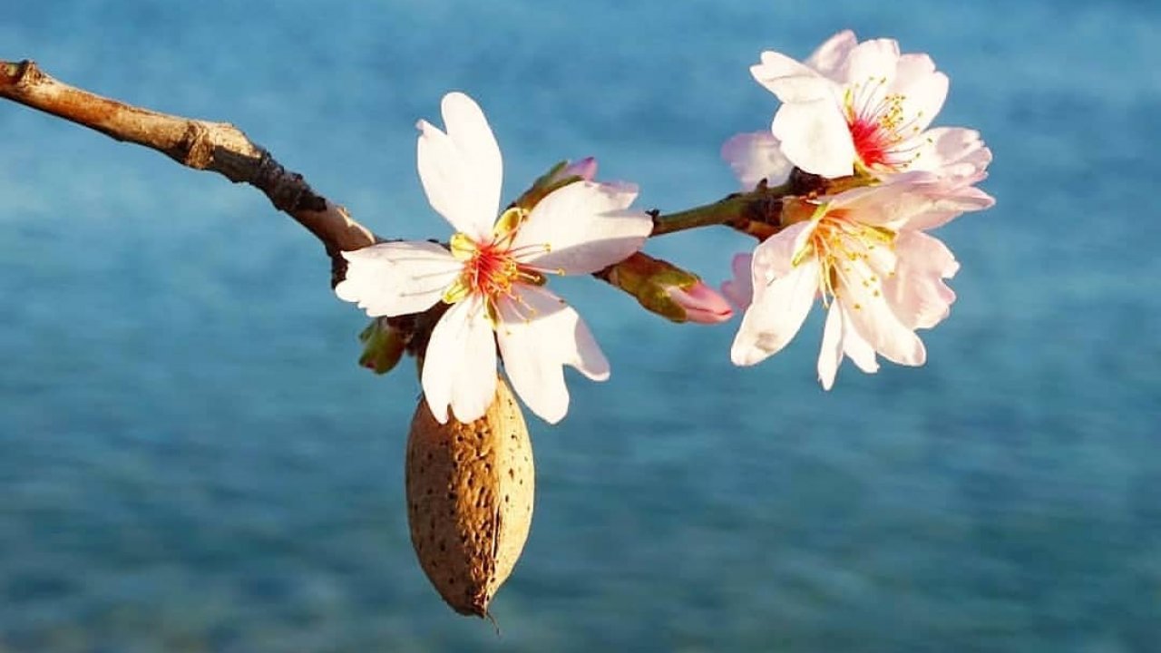 Datça Badem Çiçeği Festivali Başlıyor