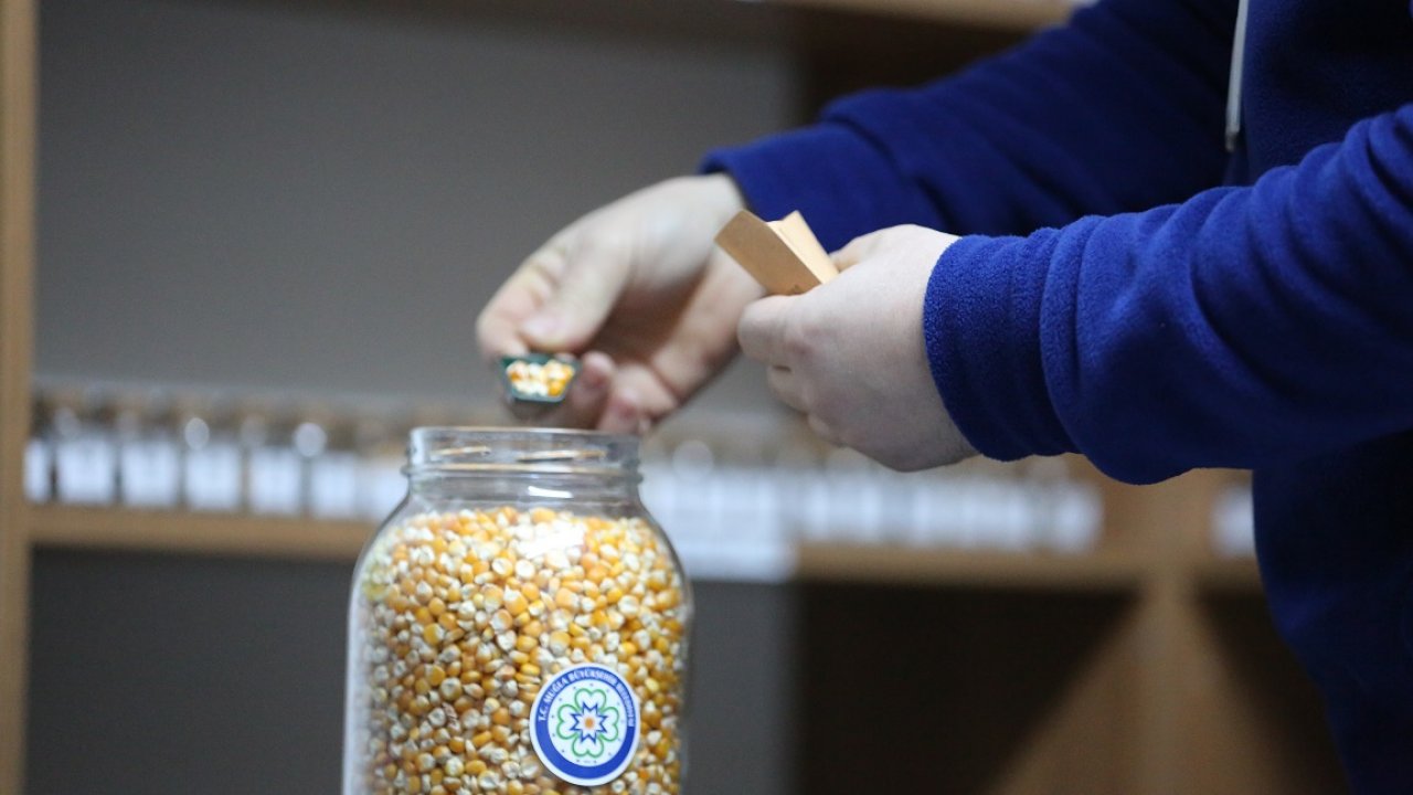 Muğla'nın Yerel Tohumu Yoğun Talep Görüyor