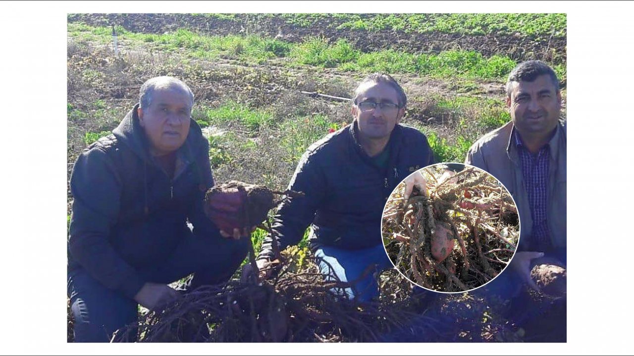 Tatlı Patates Çalışmaları Devam Ediyor
