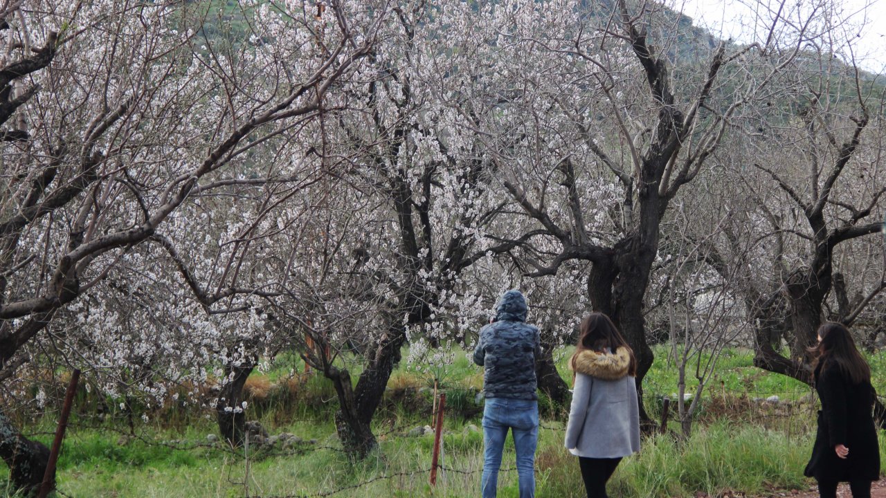 Muğla'da Badem Çiçeği Festivali başladı