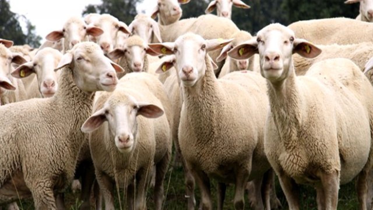 2019 yılı hayvansal üretim istatistikleri açıklandı