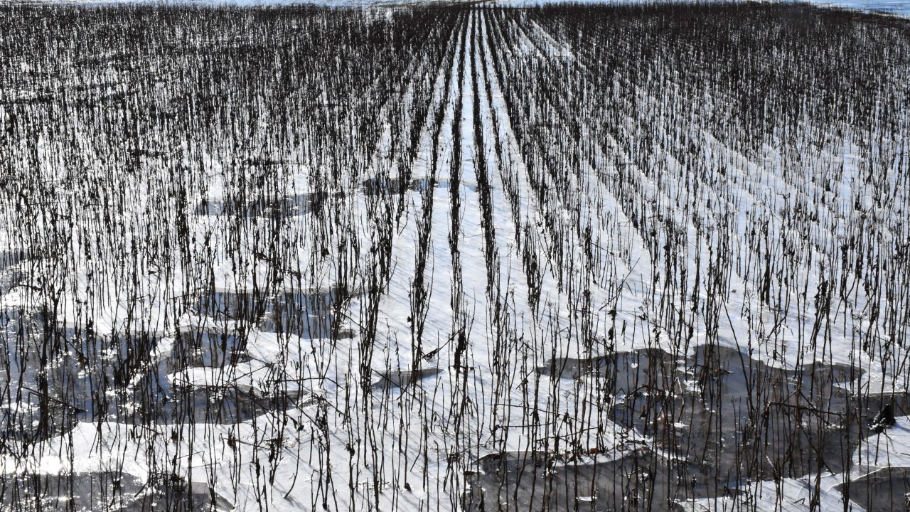 Soğuk hava ve don etkili oluyor