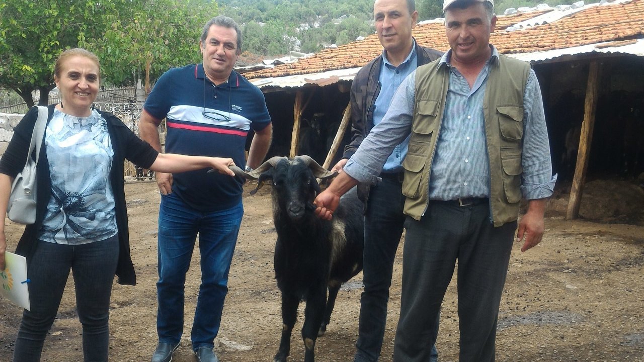  ‘Keçi Sürülerinde Teke Değişimi’ Projesi Takip Ediliyor