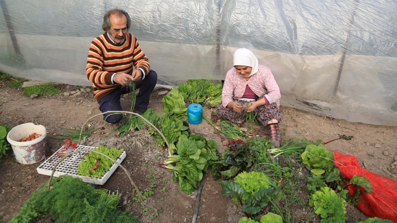 Ata tohumuyla serada organik sebze üretimi