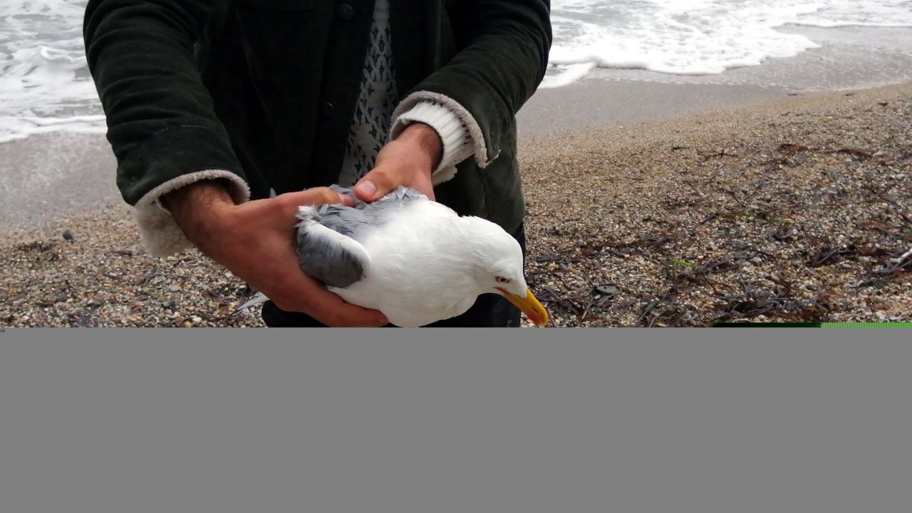 Denizde Poşete Dolanan Martı Kurtarıldı