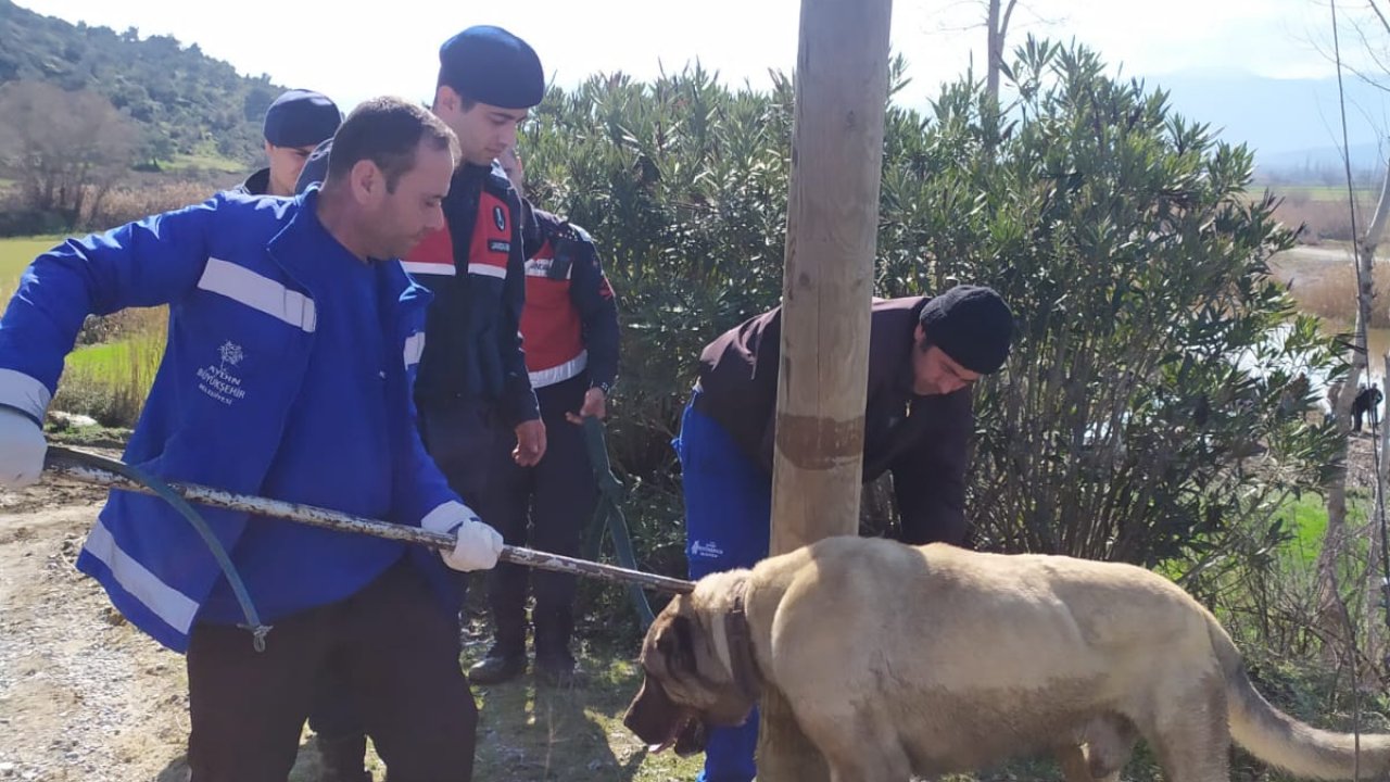 Köpek Dövüştürdüğü Öne Sürülen 3 Kişi Gözaltına Alındı
