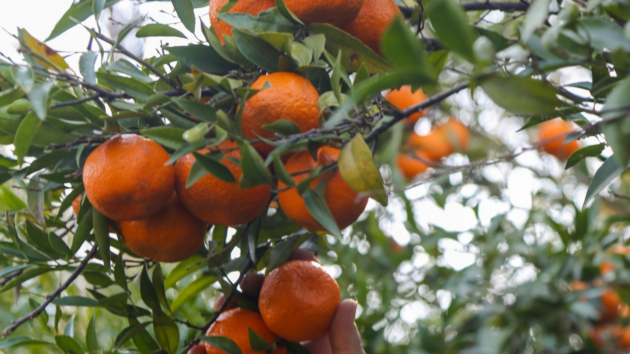 Hasadı yapılan mandalinalar kurutulacak