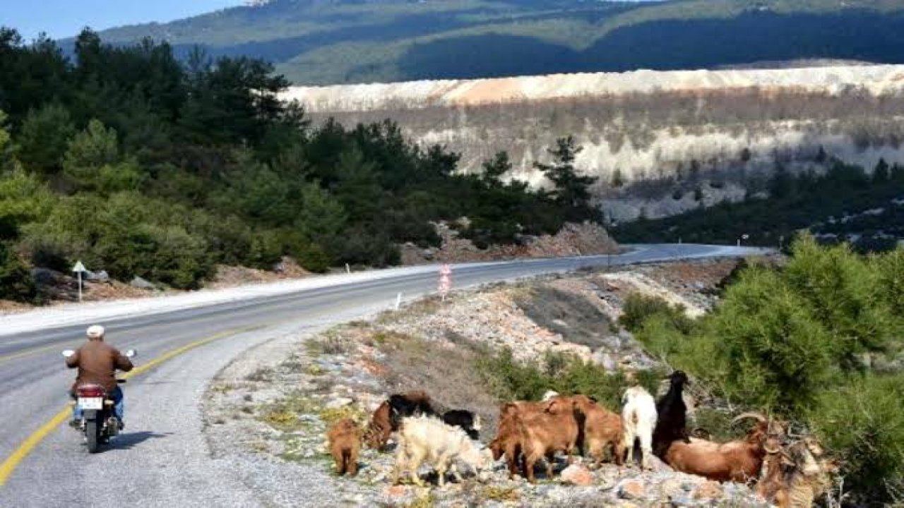 Motosikletle çobanlık yapan Kıbrıs Gazisi