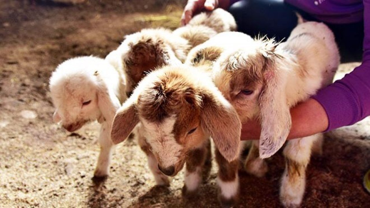 Keçi dördüz doğurdu