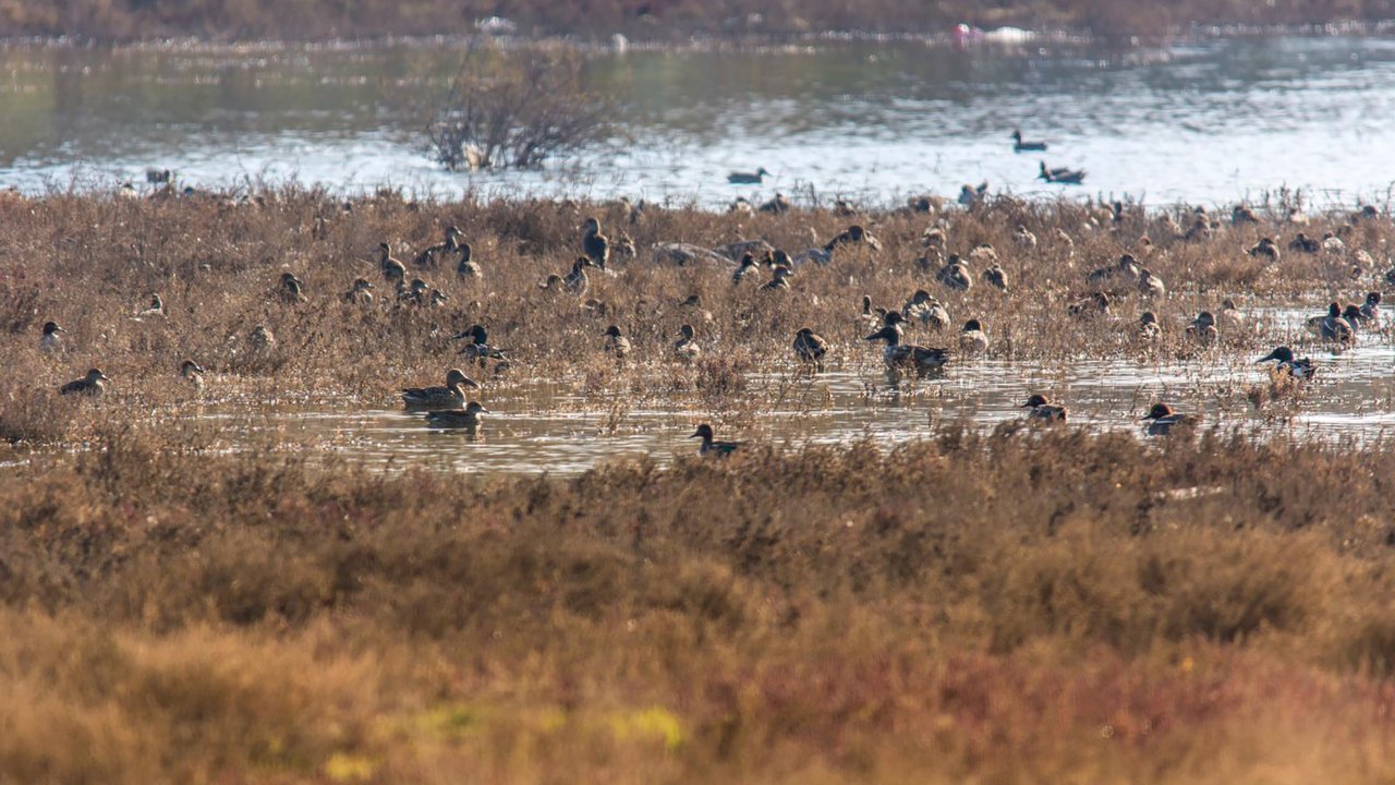 Ege'deki sulak alanlarda kuş sayımı yapıldı