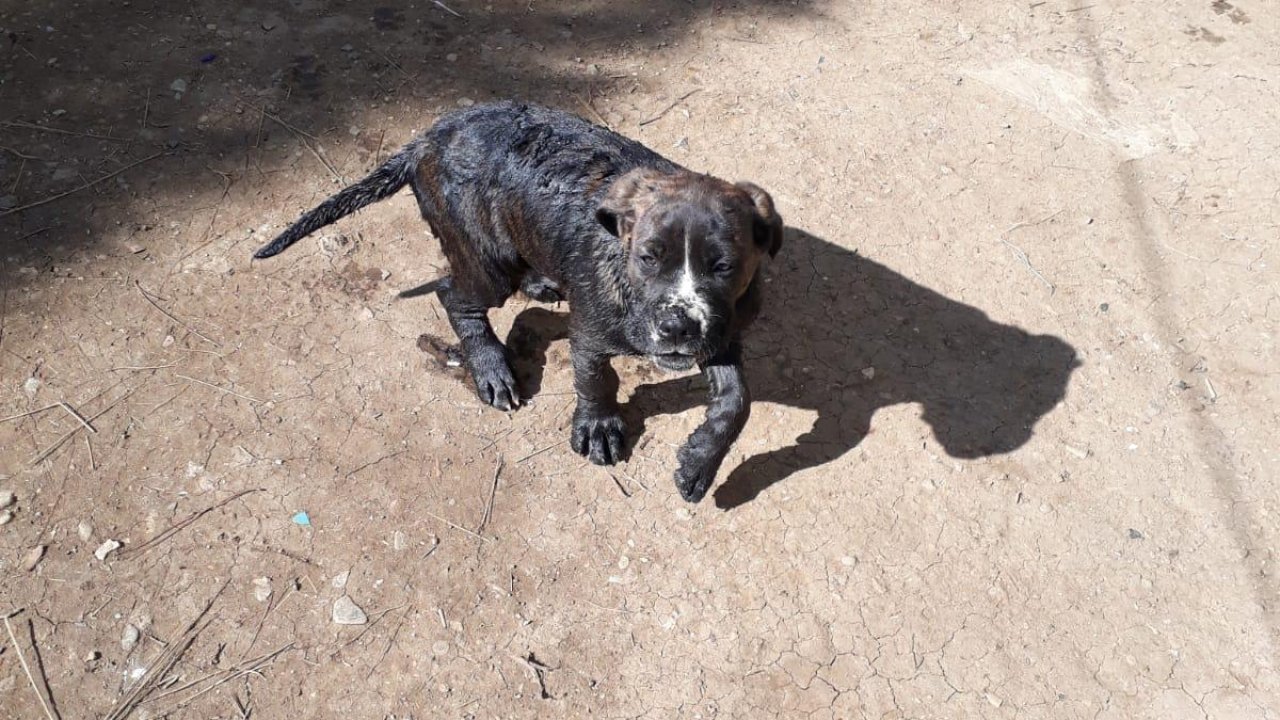 Kuyuya düşen köpek yavrusu kurtarıldı