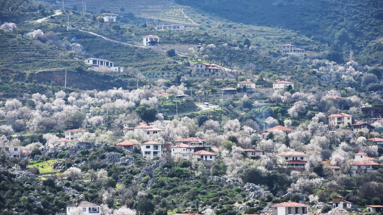 Badem ağaçları çiçek açtı