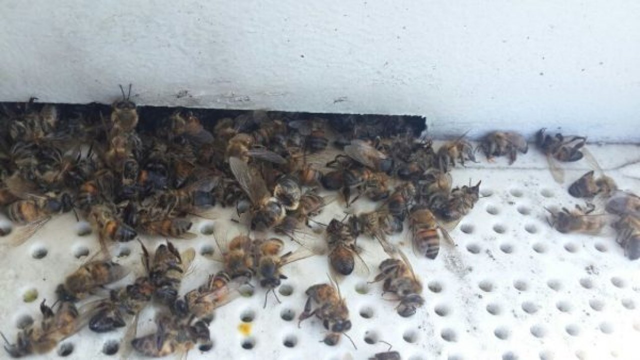 Ortaca’da 200 kovan arı telef oldu