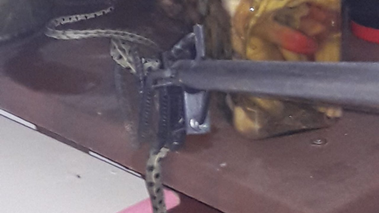 Eve giren yılanı itfaiye ekibi çıkardı