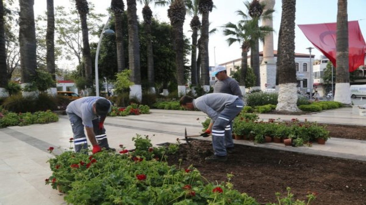 Bodrum sardunyalarla kaplanıyor