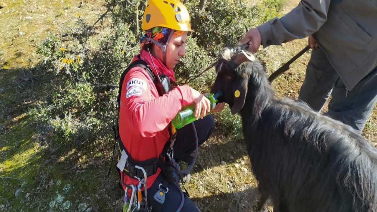 Kayalıklarda mahsur kalan keçi kurtarıldı