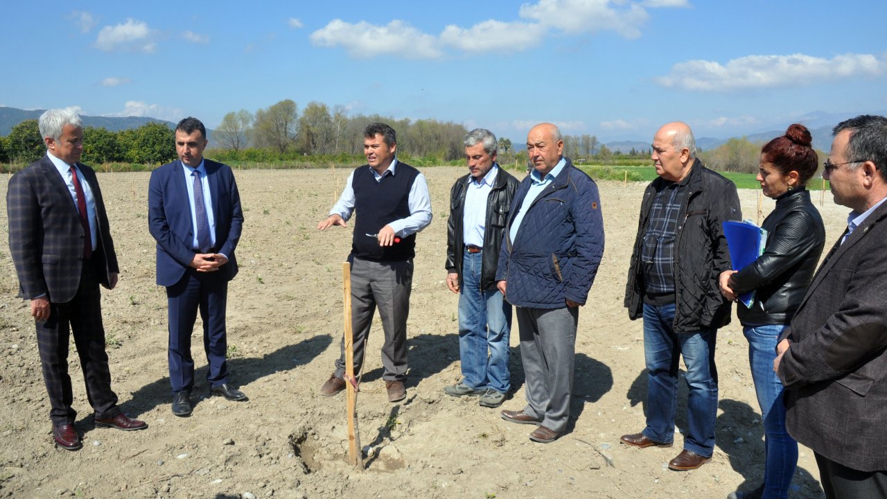 Ortaca'nın alternatif ürünü pikan cevizi