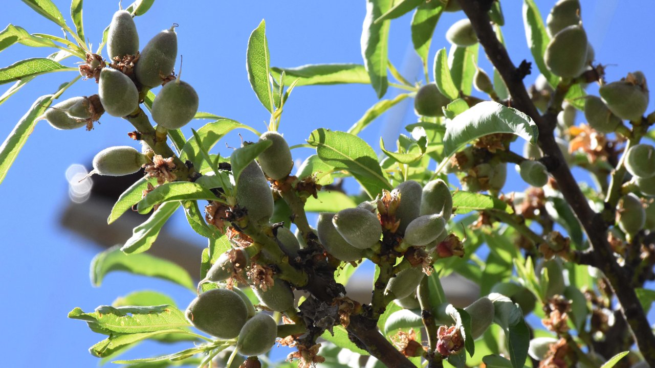 Datça'da mevsimin ilk badem çağlası hasadı başladı