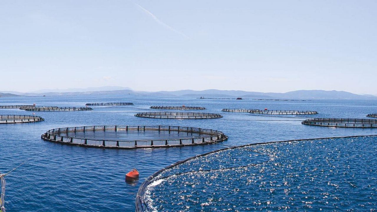 Kaçan çiftlik balıkları gırgır tekneleriyle avlanıyor