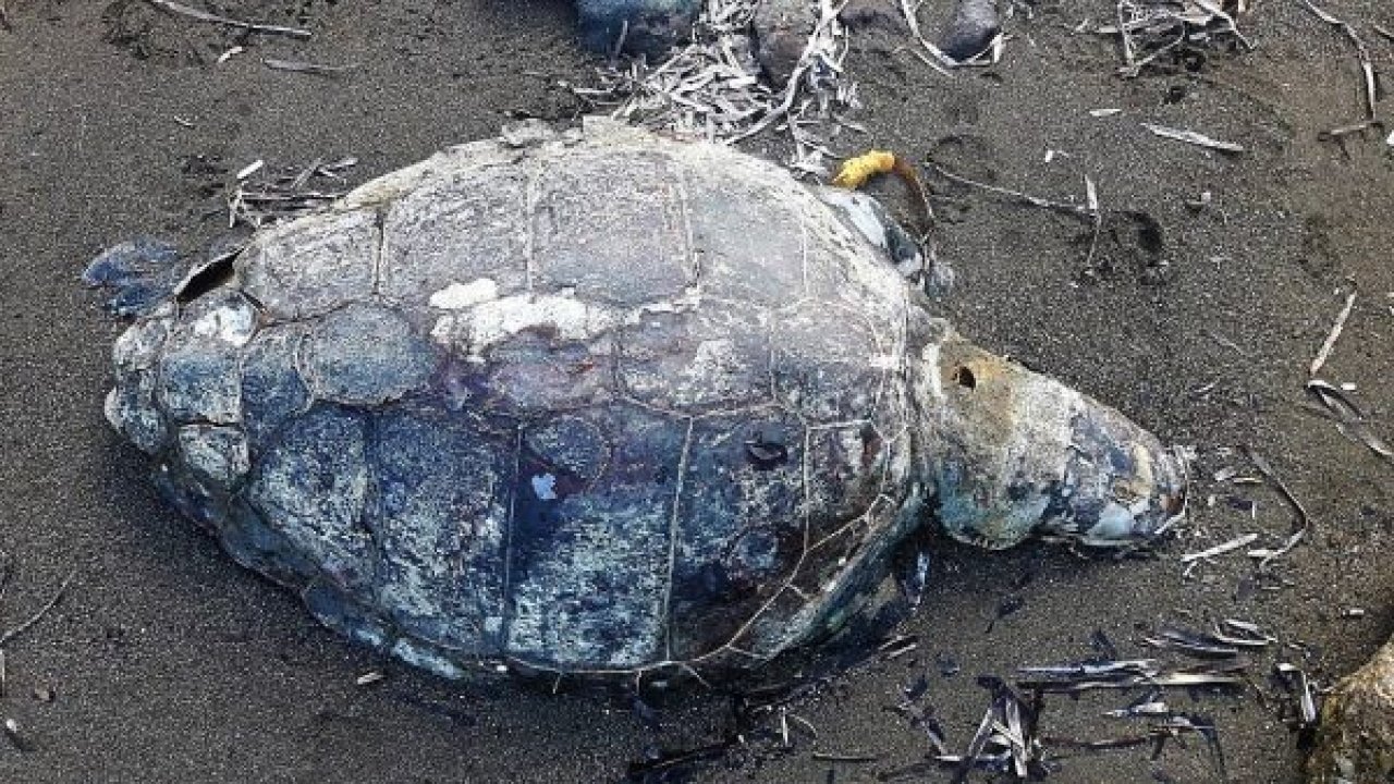 Caretta caretta kıyıda ölü bulundu