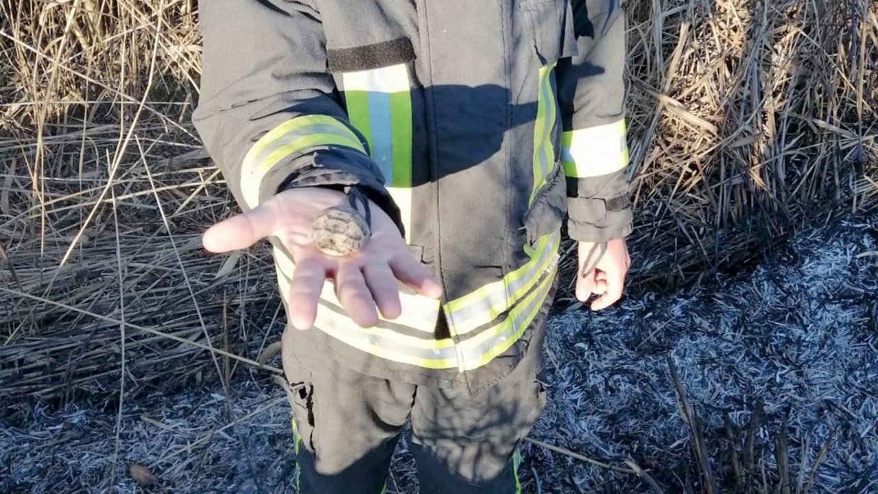 İtfaiye eri yanan alandan kaplumbağa yavrusu kurtardı