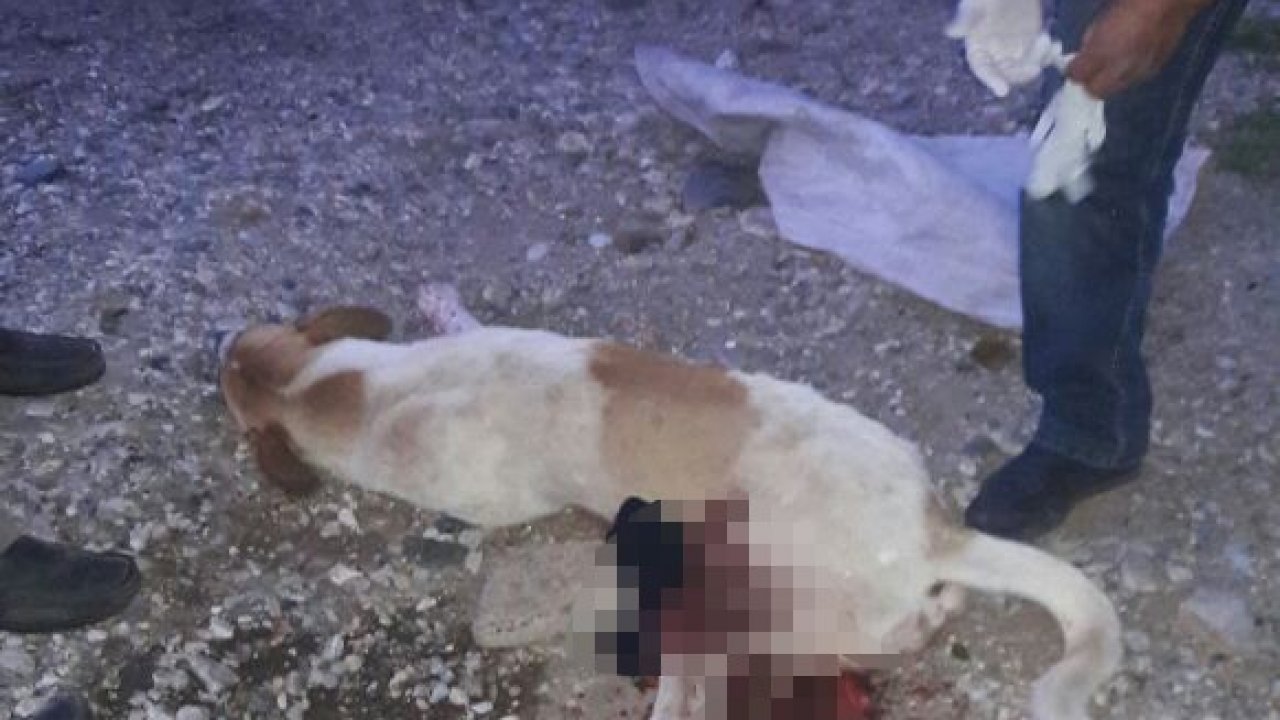 Milas'ta sokak köpeğini silahla vurdular